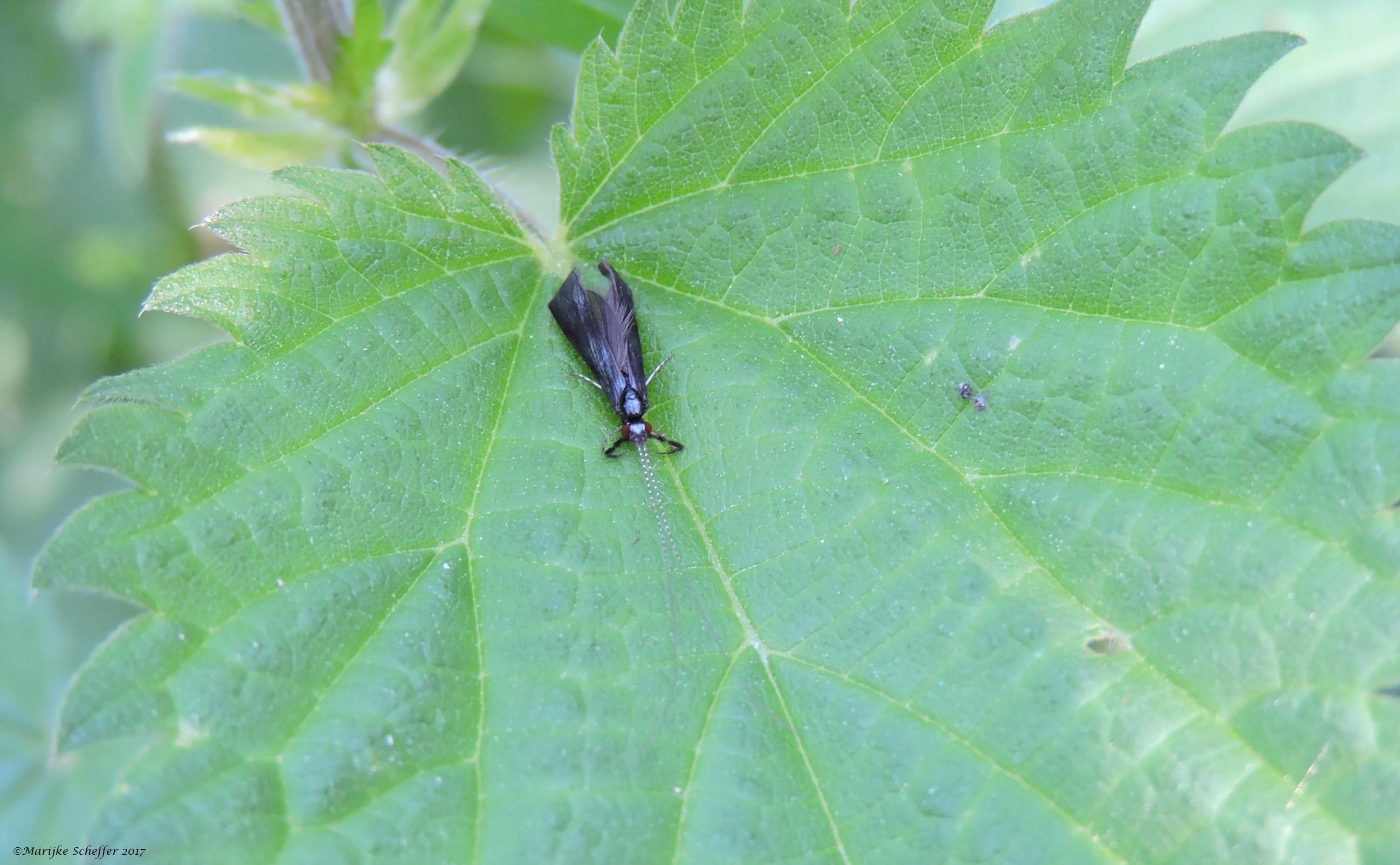 Vliegebeest bij de beek